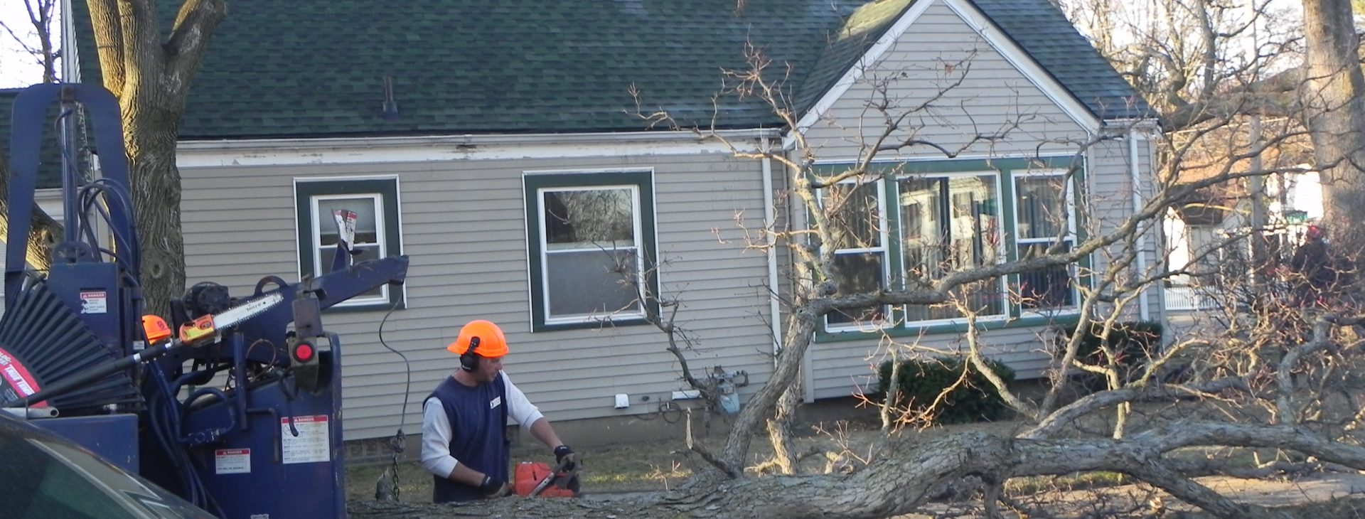 Action Tree Care – Local Tree Service Experts