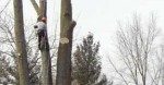 Tree Removal